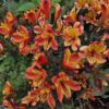 Alstroemeria 'Indian Summer' (Peruvian lily) - Image 5