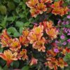 Alstroemeria 'Indian Summer' (Peruvian lily) - Image 3