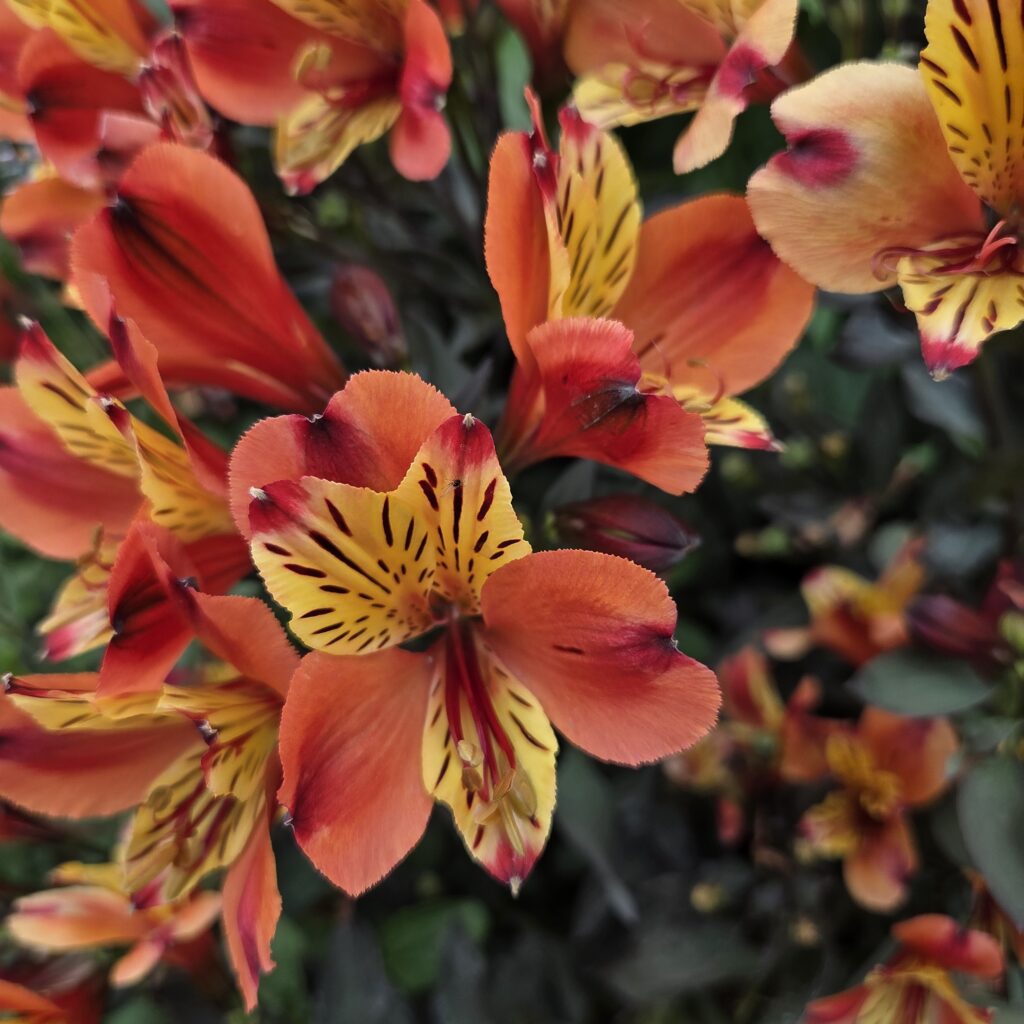 Alstromeria Indian Summer 4