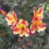Alstroemeria 'Indian Summer' (Peruvian lily) - Image 2
