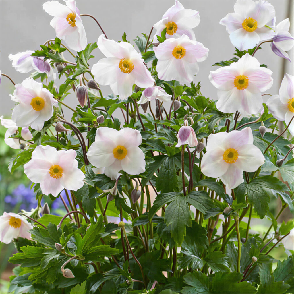Anemone Dancing Swan