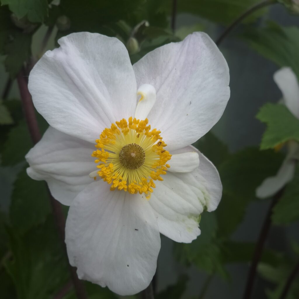 Anemone x hybrida ‘Dainty Swan’ (Japanese Anemone) flowering in the garden — Middleton Nurseries