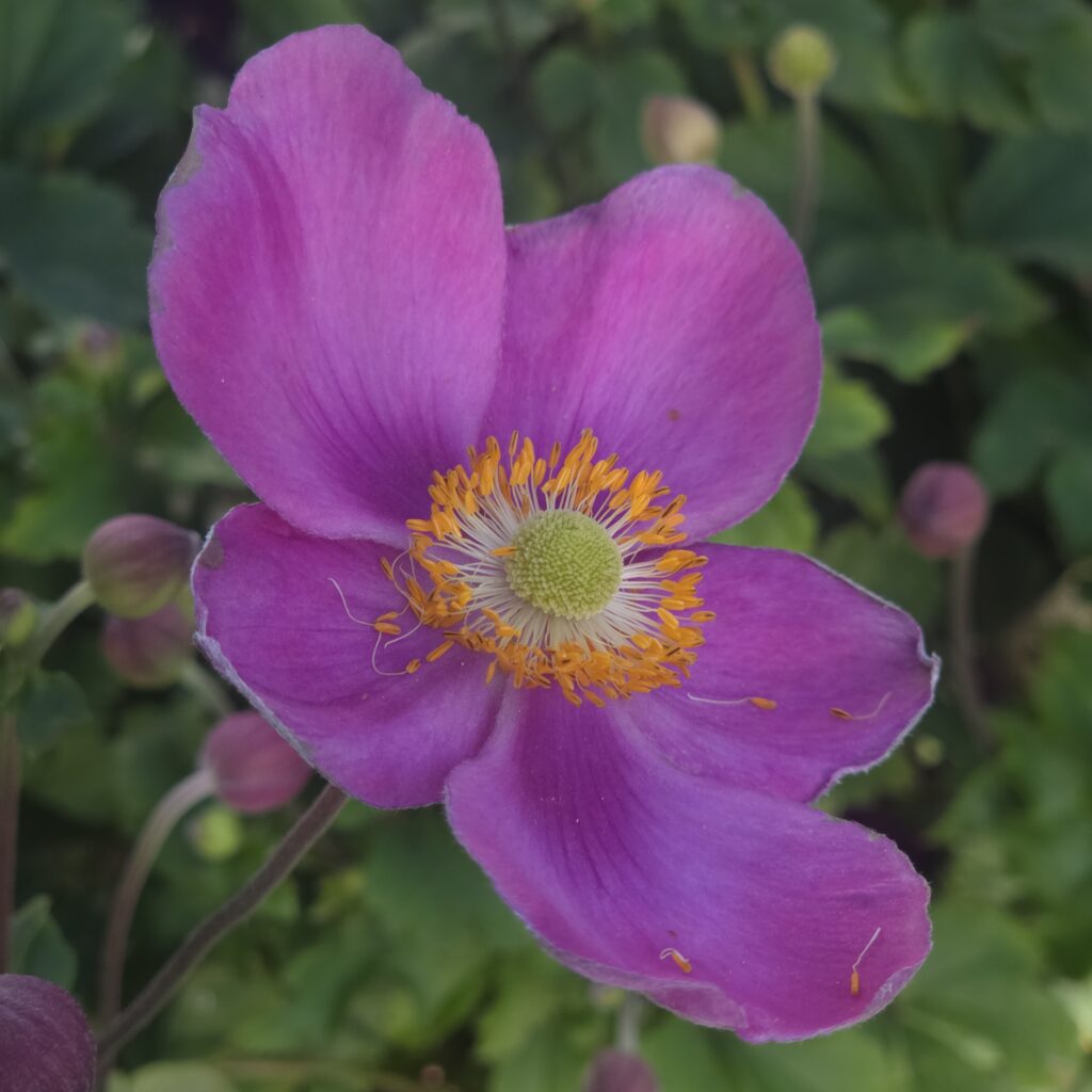 Anemone hupehensis ‘Emmy Deep Rose’ (Japanese Anemone) in full bloom — specialist nursery plant, Middleton Nurseries