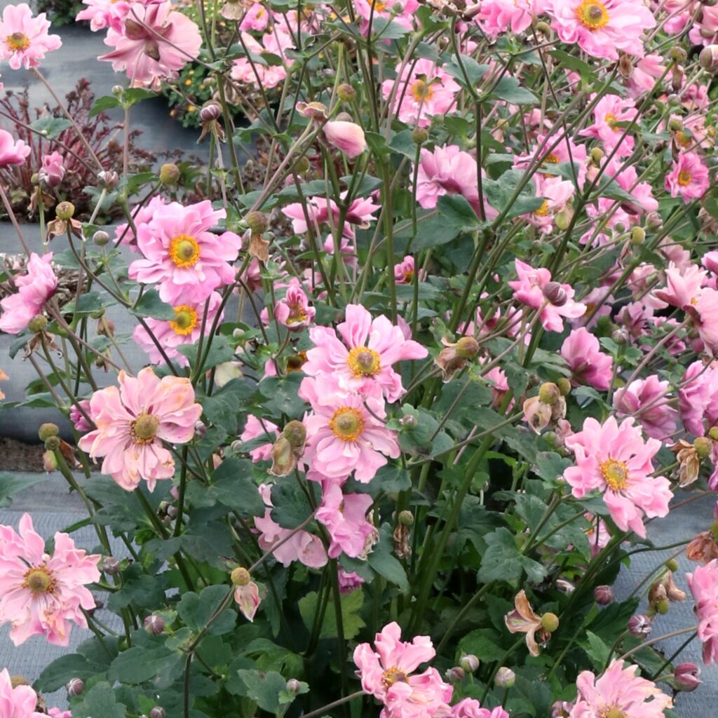 Anemone Harlequin Cameo 1