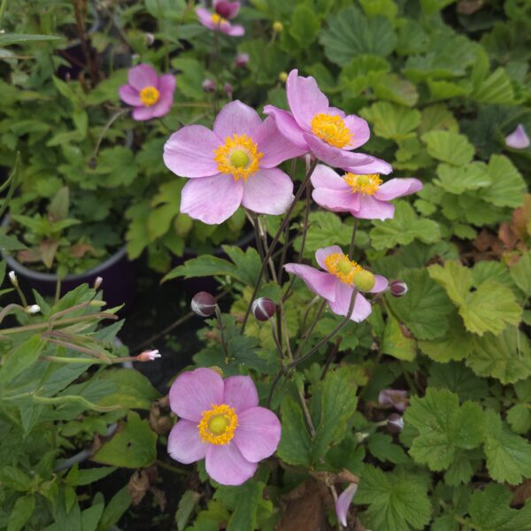 Anemone X Hybrida 'Little Breeze Candy' (Japanese Anemone) | Buy