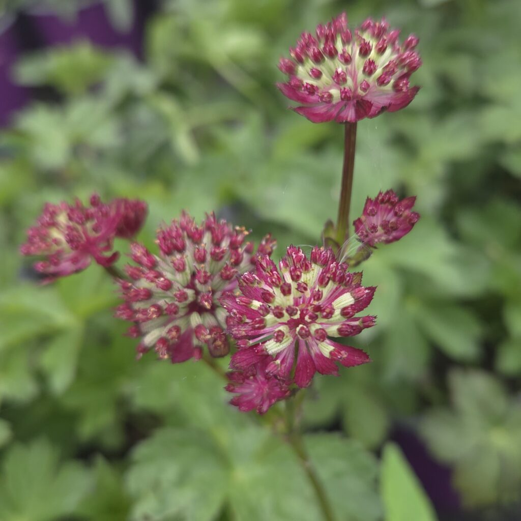 Astrantia Moulin Rouge 3