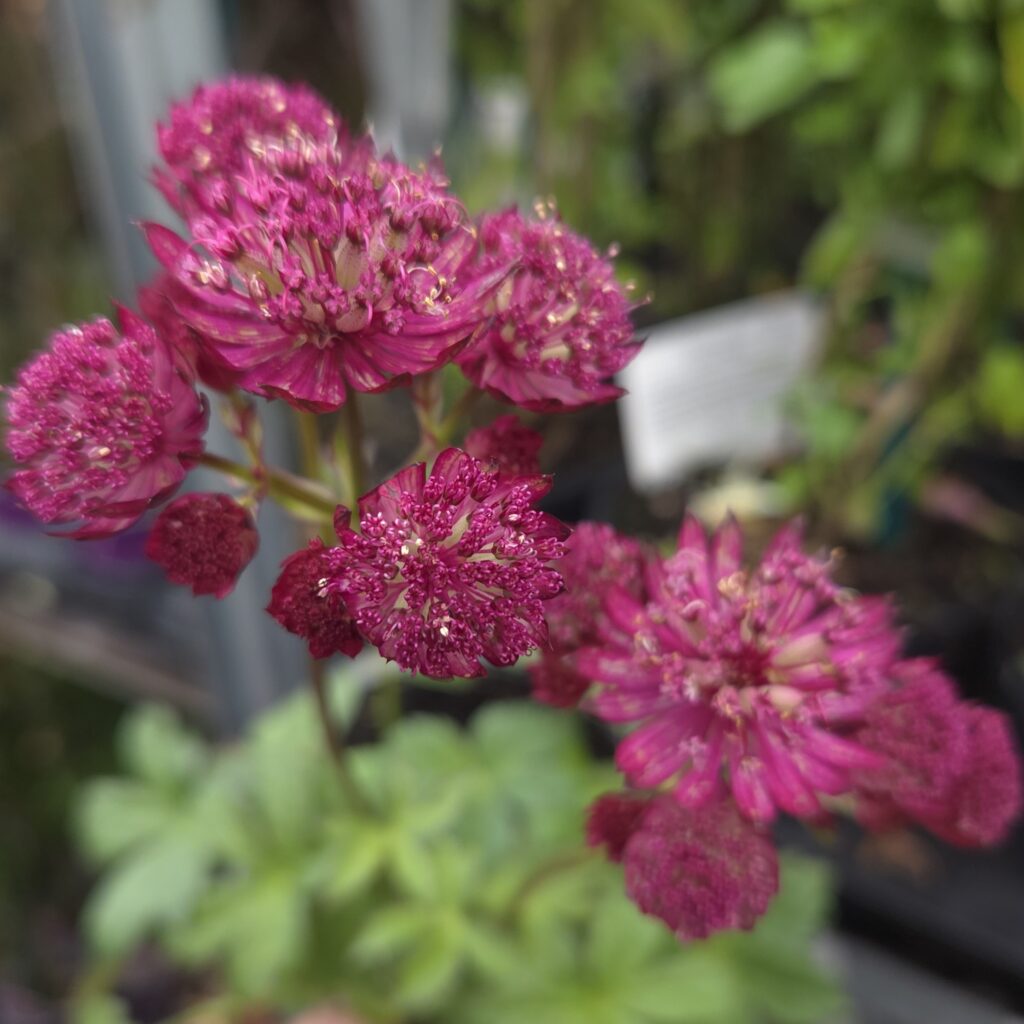 Detail of Astrantia major ‘Burgundy Manor’ foliage and flowers — Middleton Nurseries