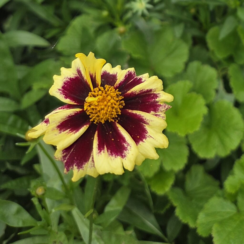 Coreopsis ‘Solar Fancy’ flowering in the garden — Middleton Nurseries