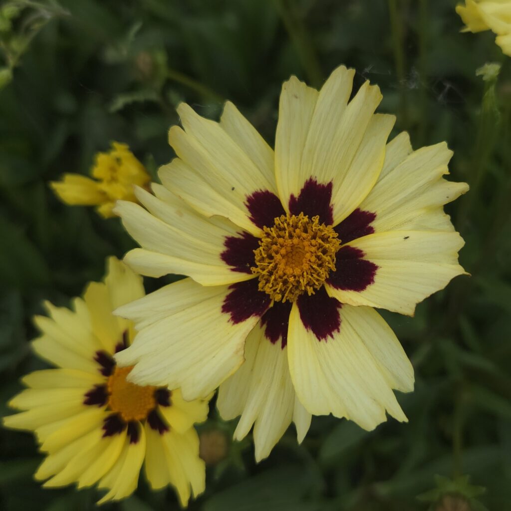 Detail of Coreopsis ‘Solar Moon’ foliage and flowers — Middleton Nurseries