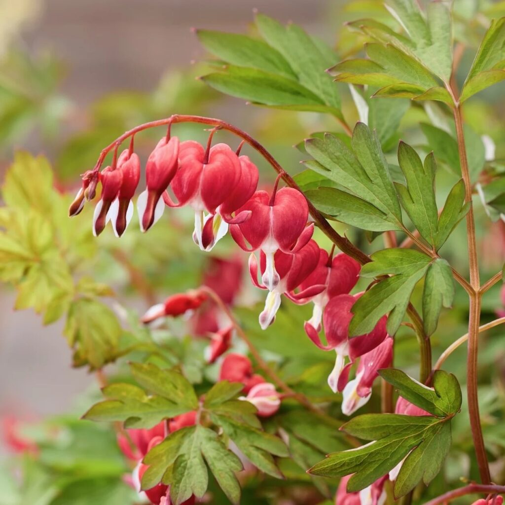 Dicentra Jolly Hearts ™ Love 1