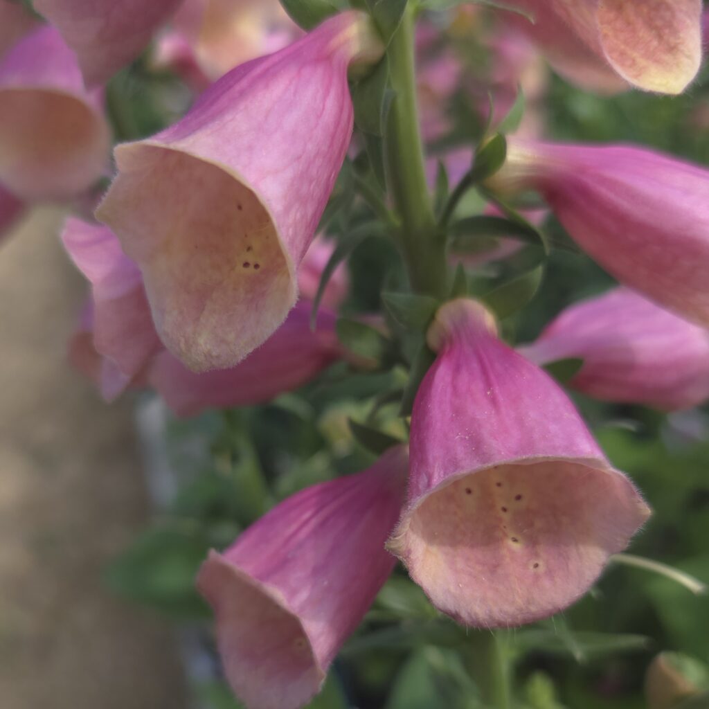 Digitalis Artic Fox Rose 1