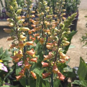 Digitalis Firecracker 2