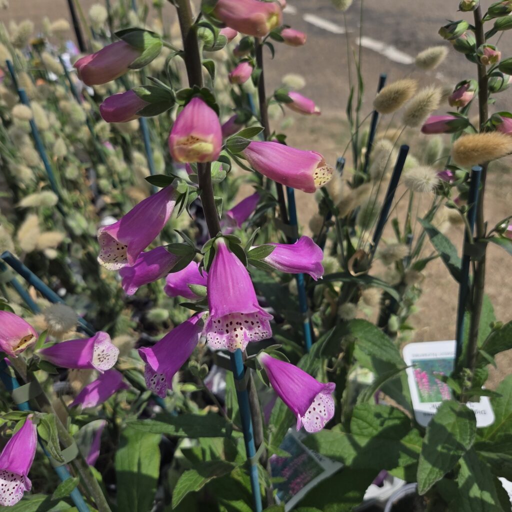 Digitalis Lucas Pink 3