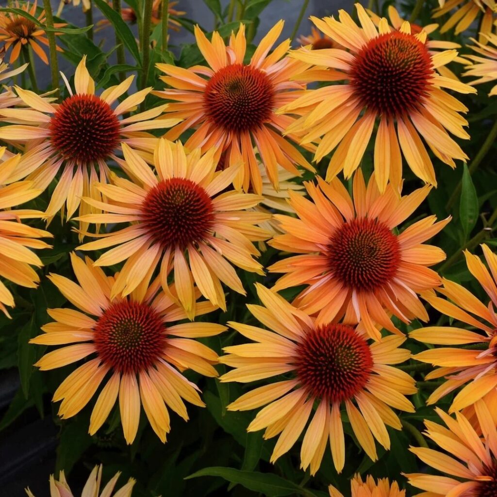 Echinacea Big Kahuna Coneflower 1