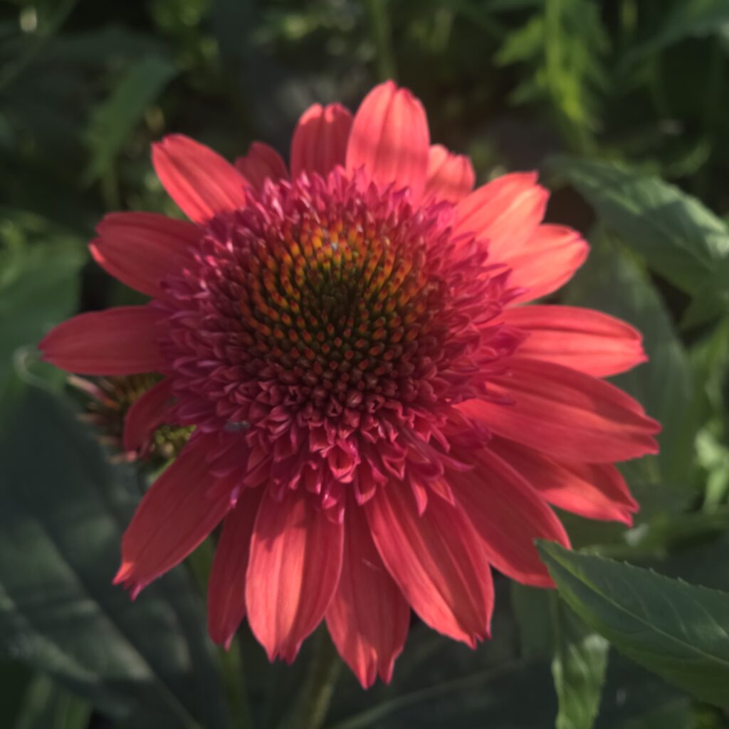Echinacea Cara Mia Caramine 6