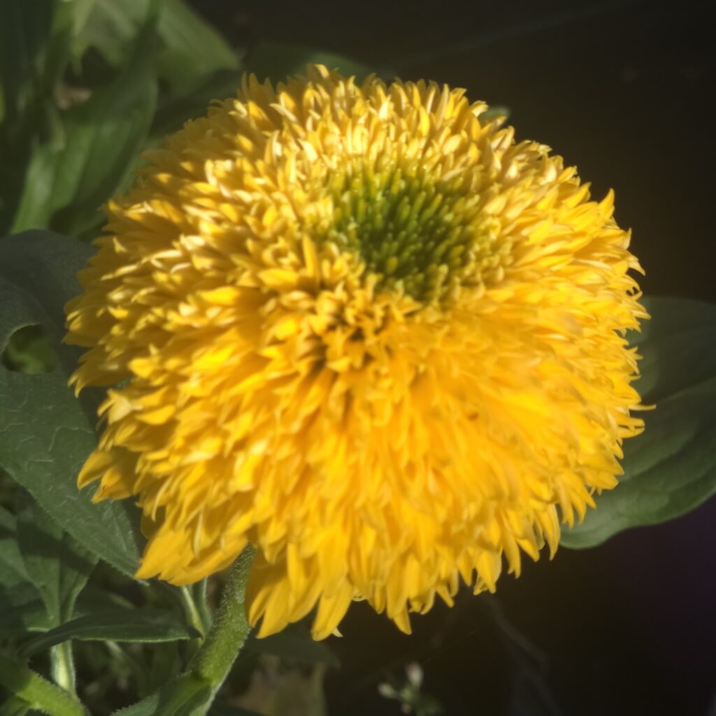 Echinacea Delightful Sol 1