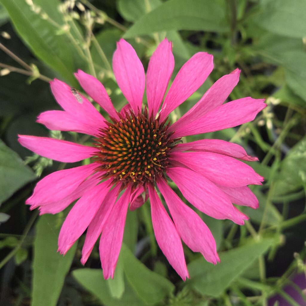 Echinacea Hot pink