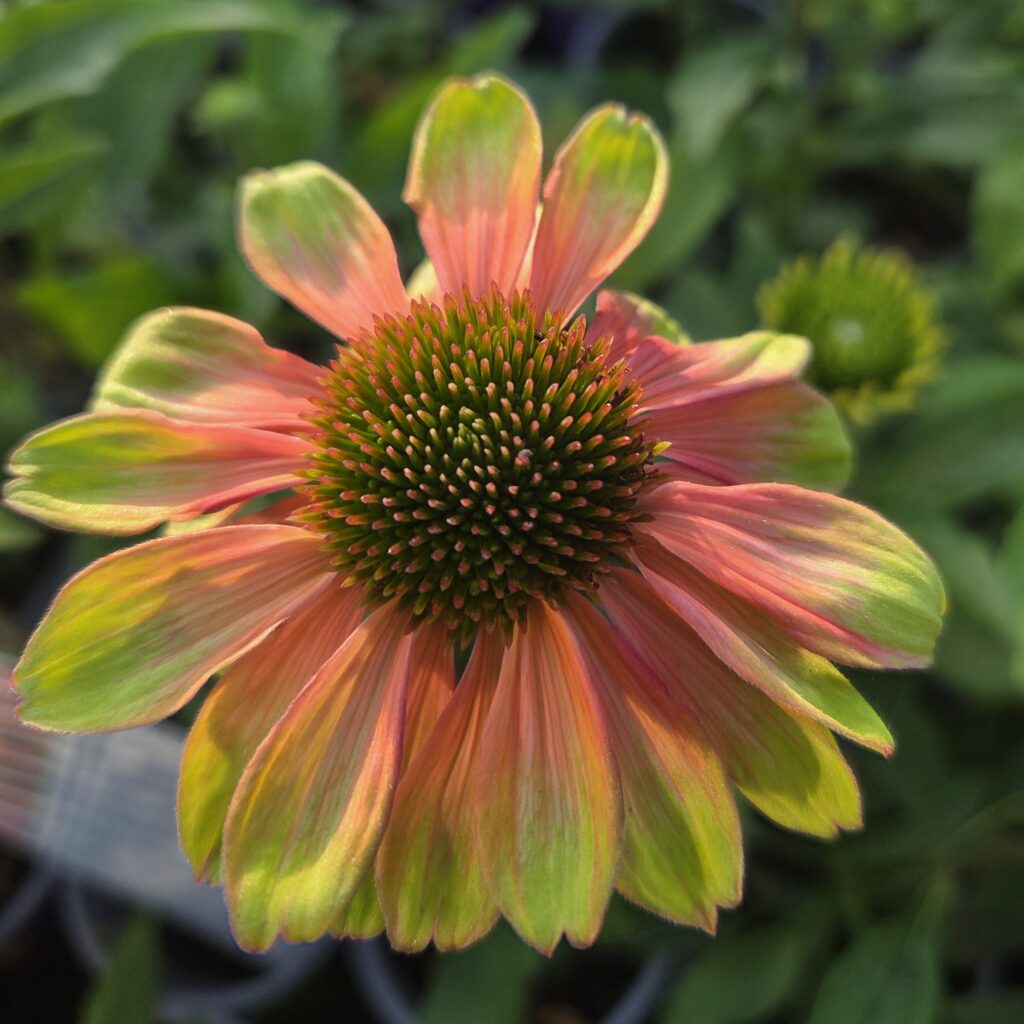 Echinacea Pink Lemonade 2