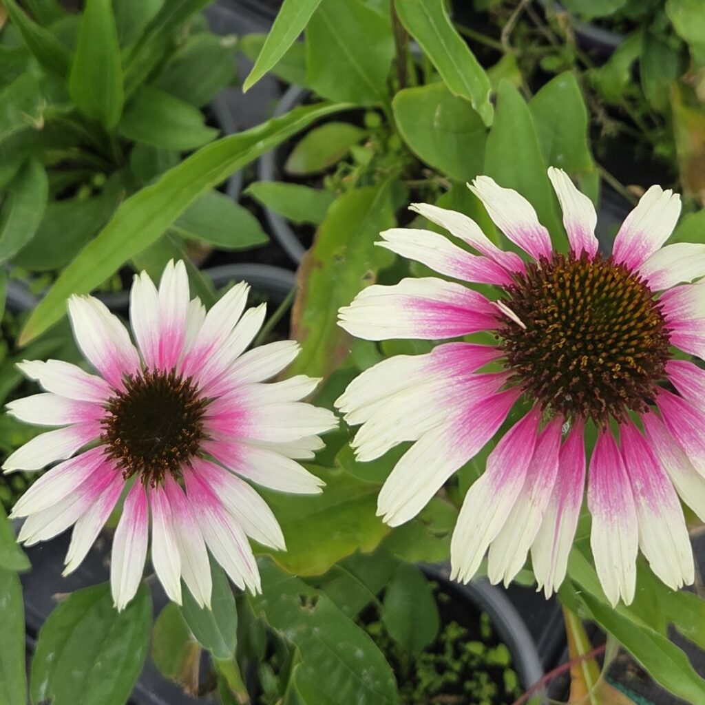 Echinacea Pretty Parasols 1