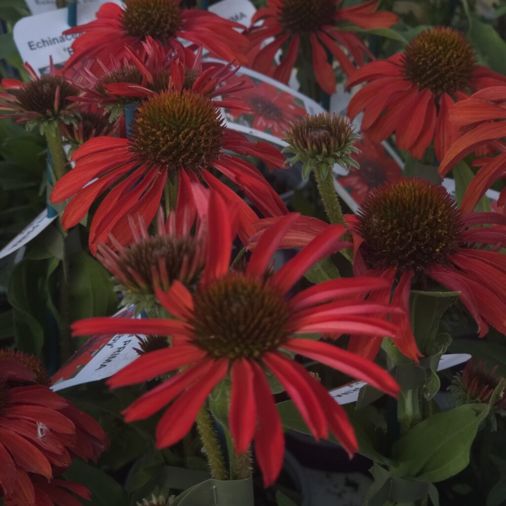 Echinacea Prima Ruby