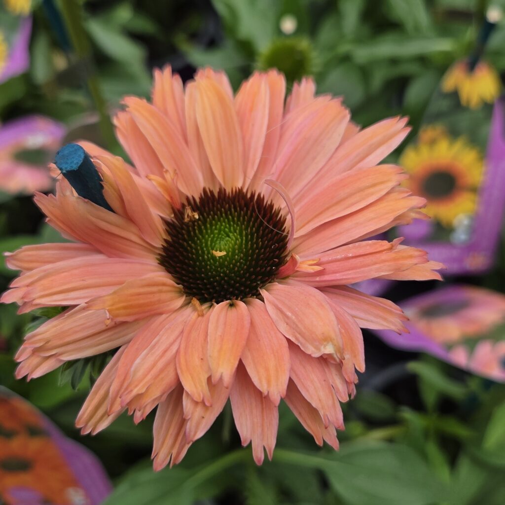 Echinacea Rainbow 2