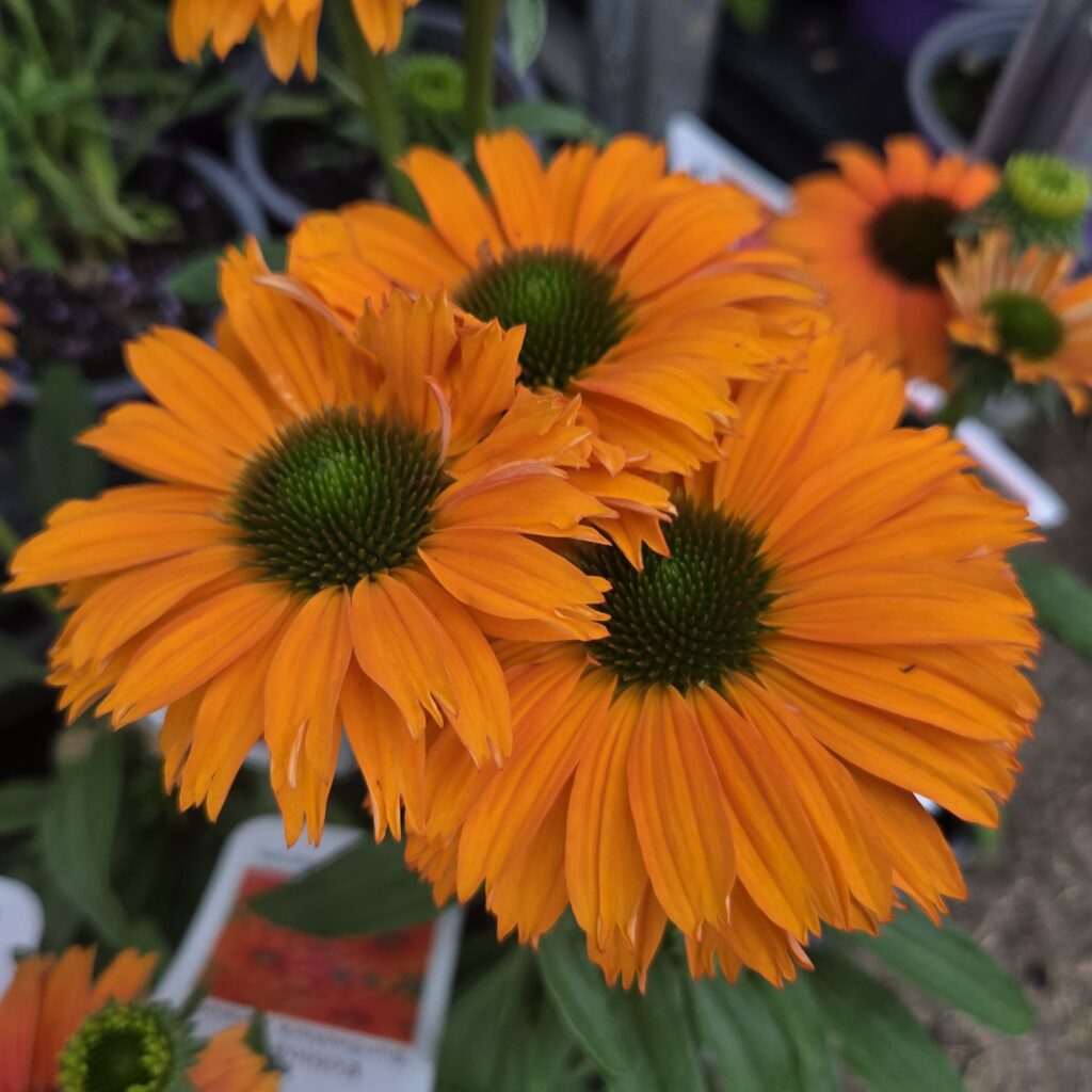 Echinacea Snseekers Mineloa 1