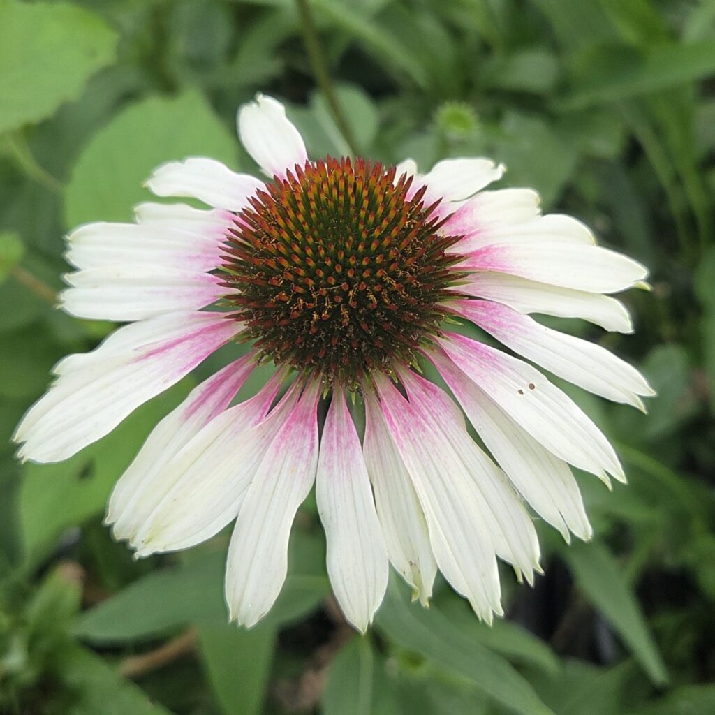 Echinacea Sombrero Special White Purple 3