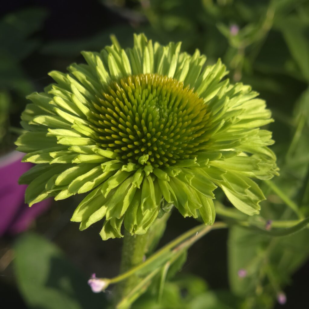 Echinacea Sunseekers Apple Green 3
