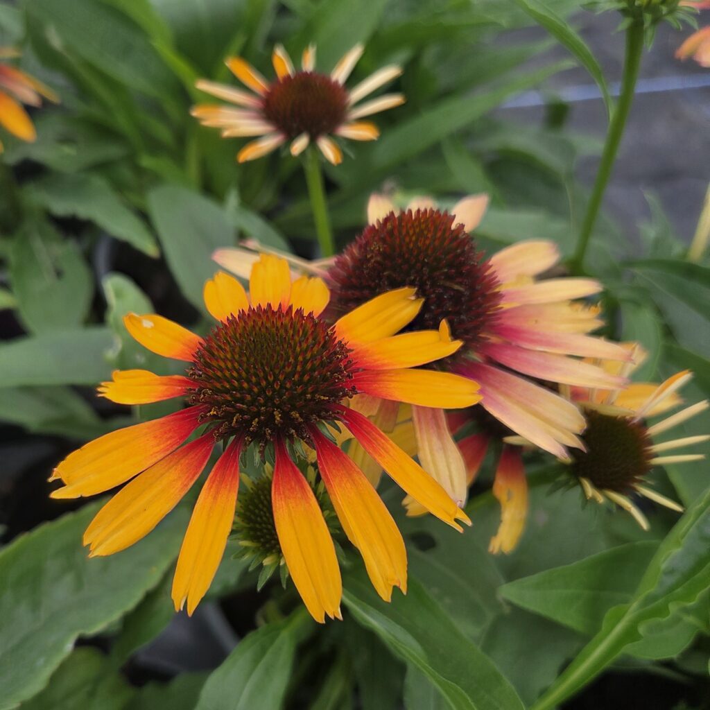 Echinacea sombrero special yellow red 5