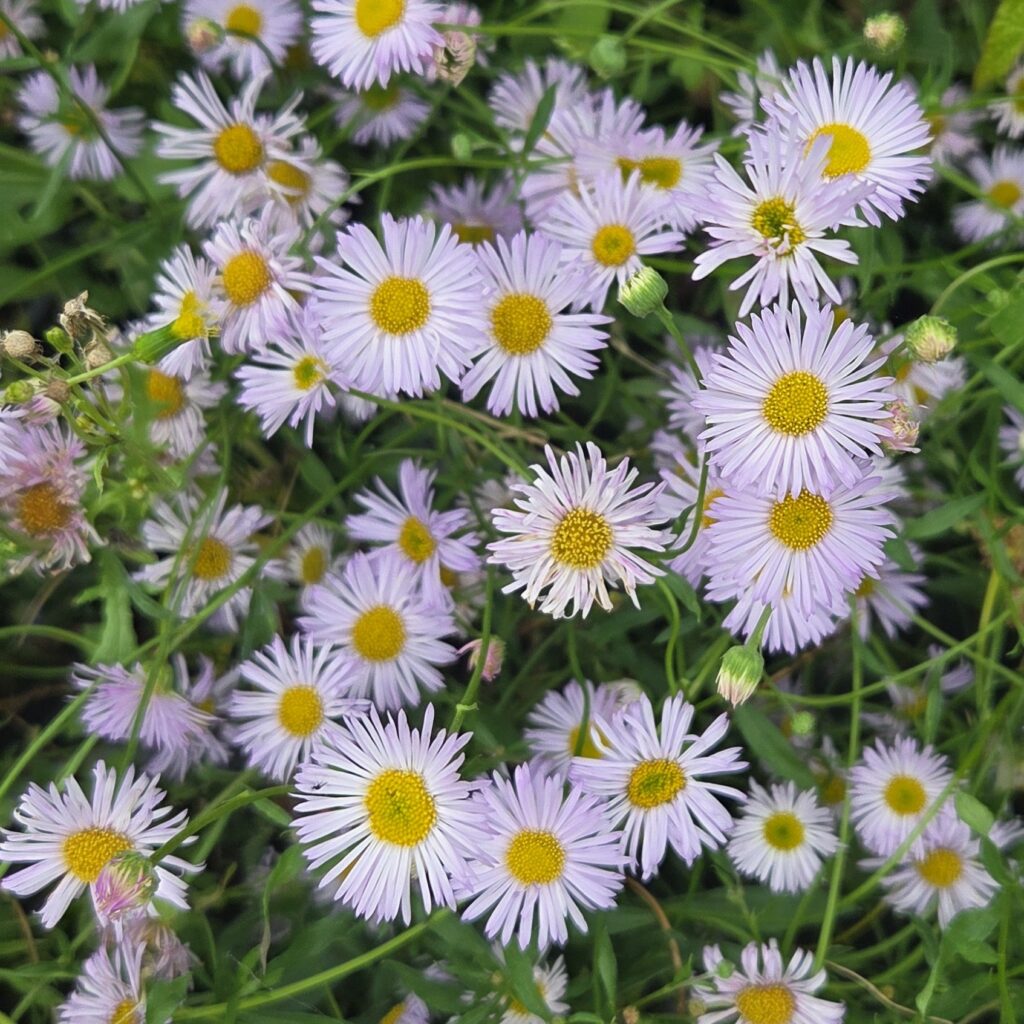 Erigeon Lavender Lady 1