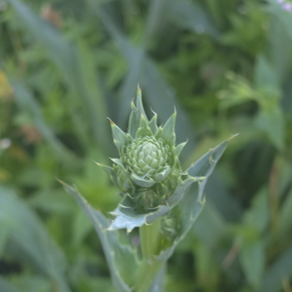 Erynguim Silver Globe 2