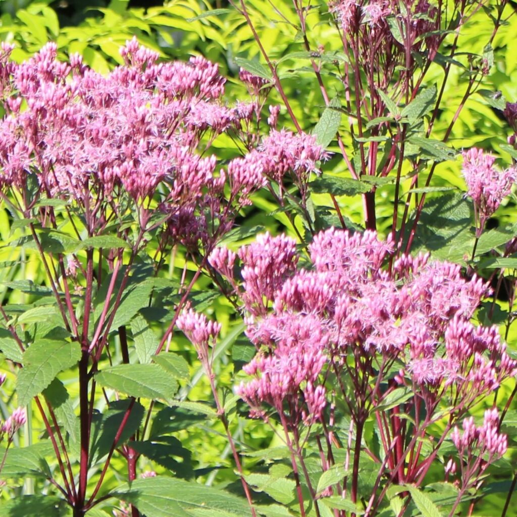 Eupatorium dubium ‘Baby Joe’ (Joe Pye Weed) growing in a garden border — Middleton Nurseries, Staffordshire