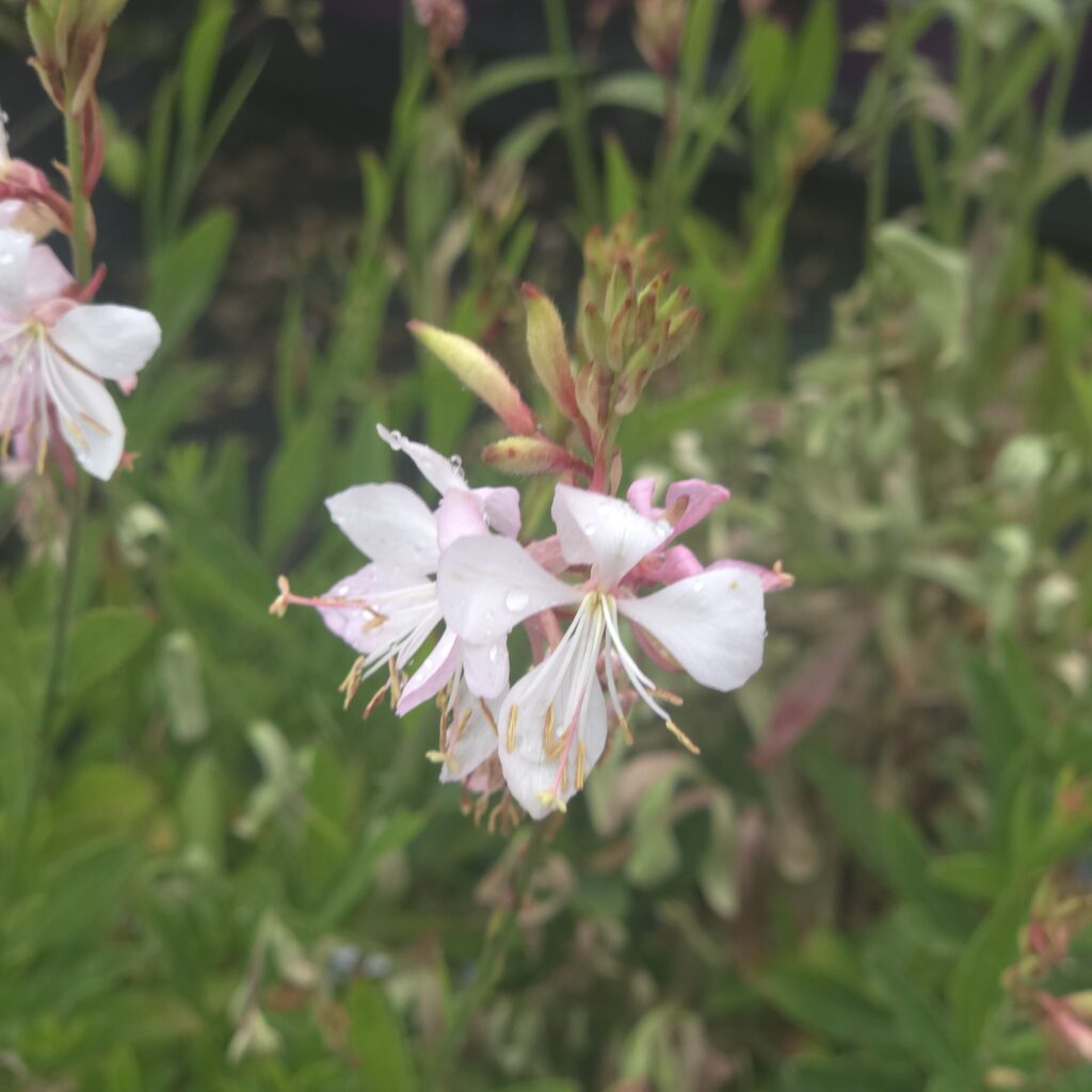 Gaura Flamingo Snow 1