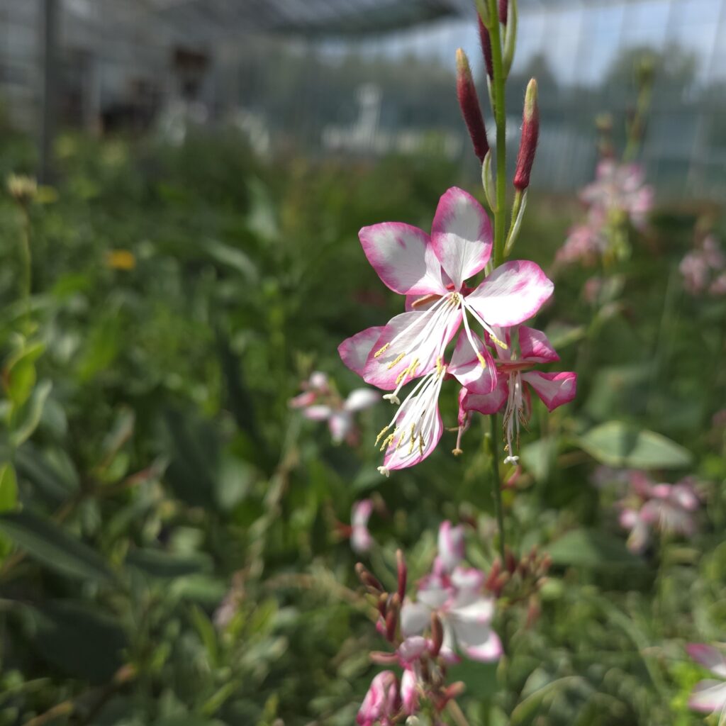 Gaura Freefolk Rosy 3