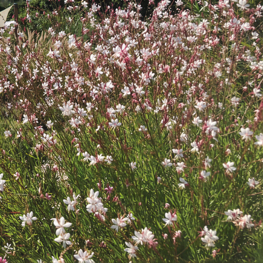 Gaura Gaudi Compact White