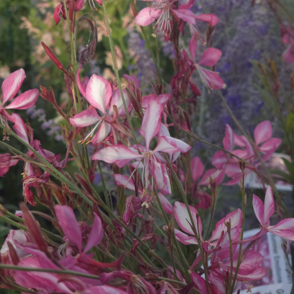 Gaura Summer Emotions 1