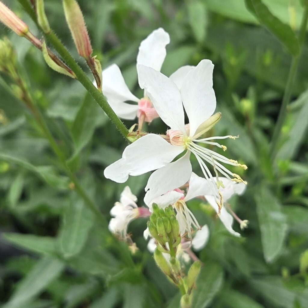 Gaura White Dove 3