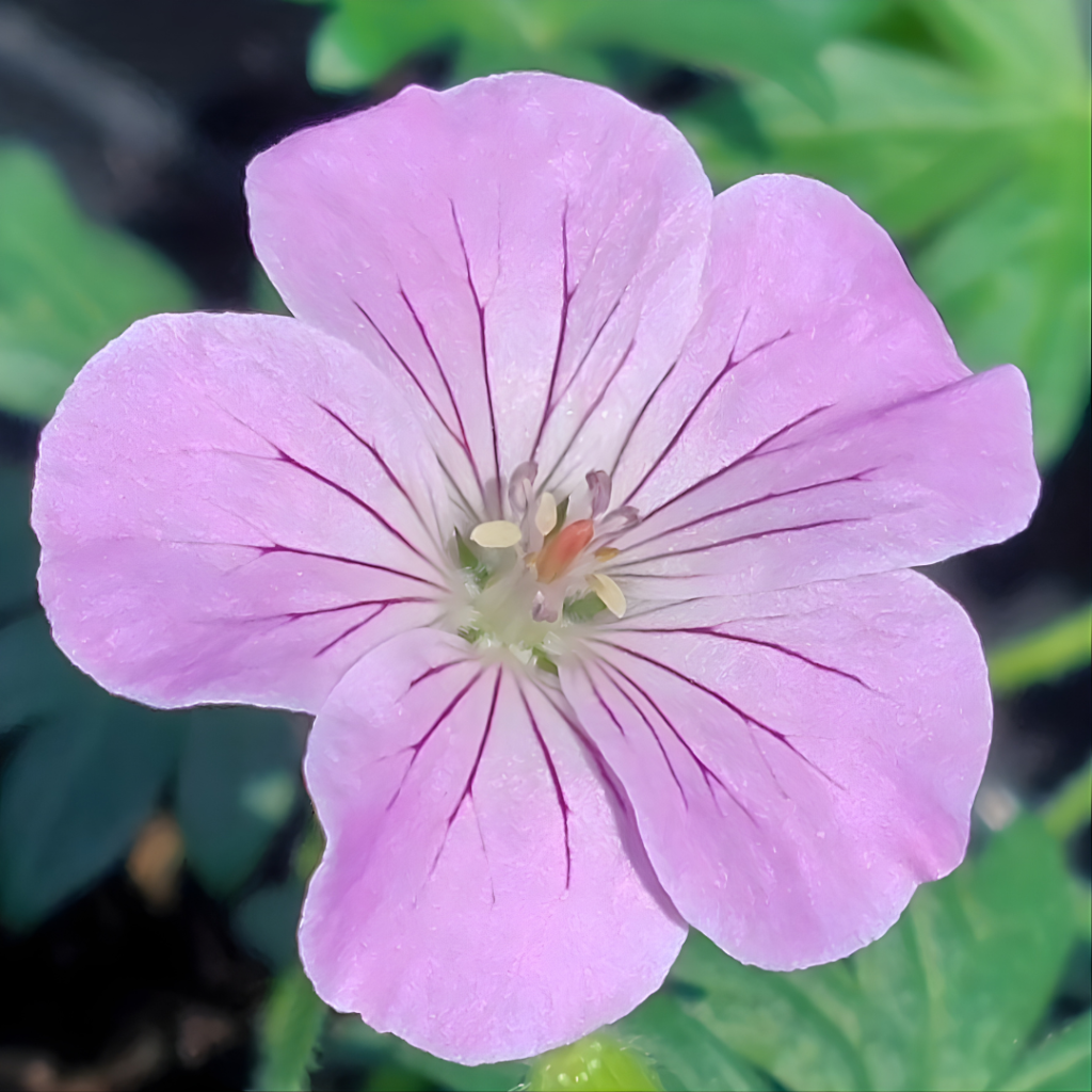 Geranium sanguineum Frivolius Pink