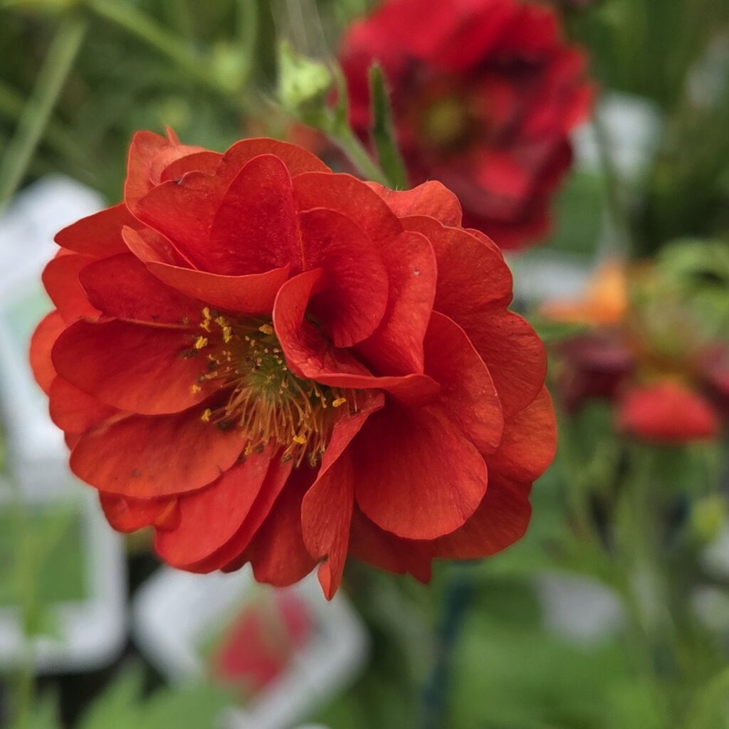 Geum ‘Firestarter’ flowering in the garden — Middleton Nurseries