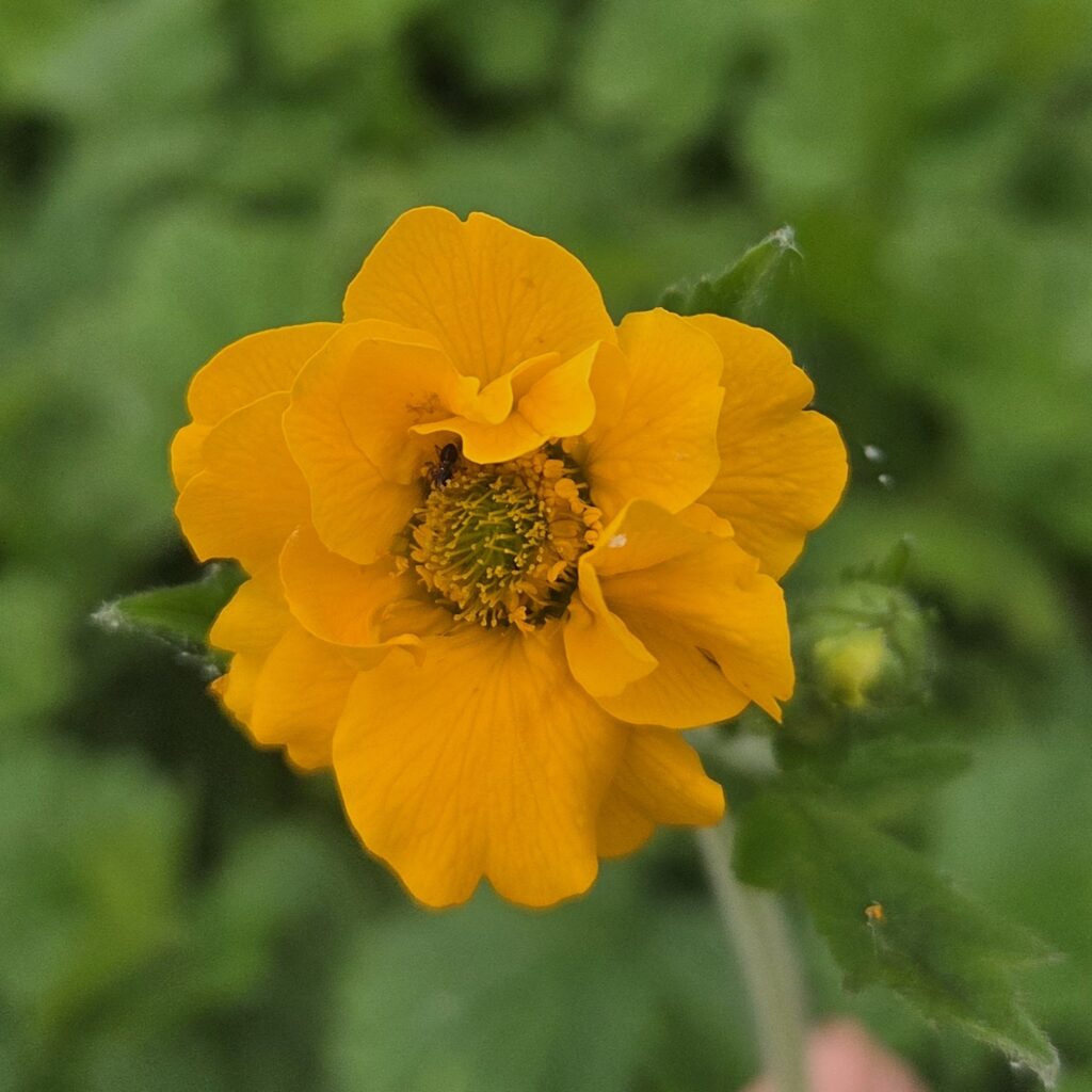 Close-up of Geum ‘Lady Stratheden’ flowers — Middleton Nurseries plant for sale
