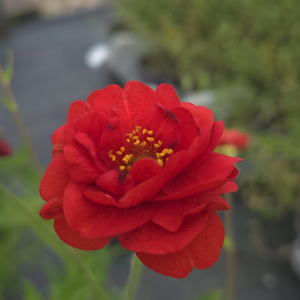 Geum Samba Sunset 3