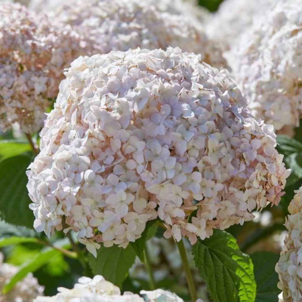 Hydrangea ‘Candybelle Marshmallow’ growing in a garden border — Middleton Nurseries, Staffordshire