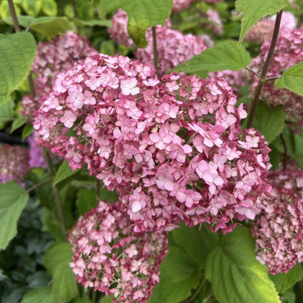 Close-up of Hydrangea ‘Candybelle Bubblegum’ flowers — Middleton Nurseries plant for sale
