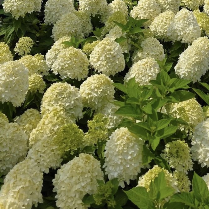 Hydrangea paniculata 'Little Spooky' 1 Hydrangea paniculata 'Little Spooky'