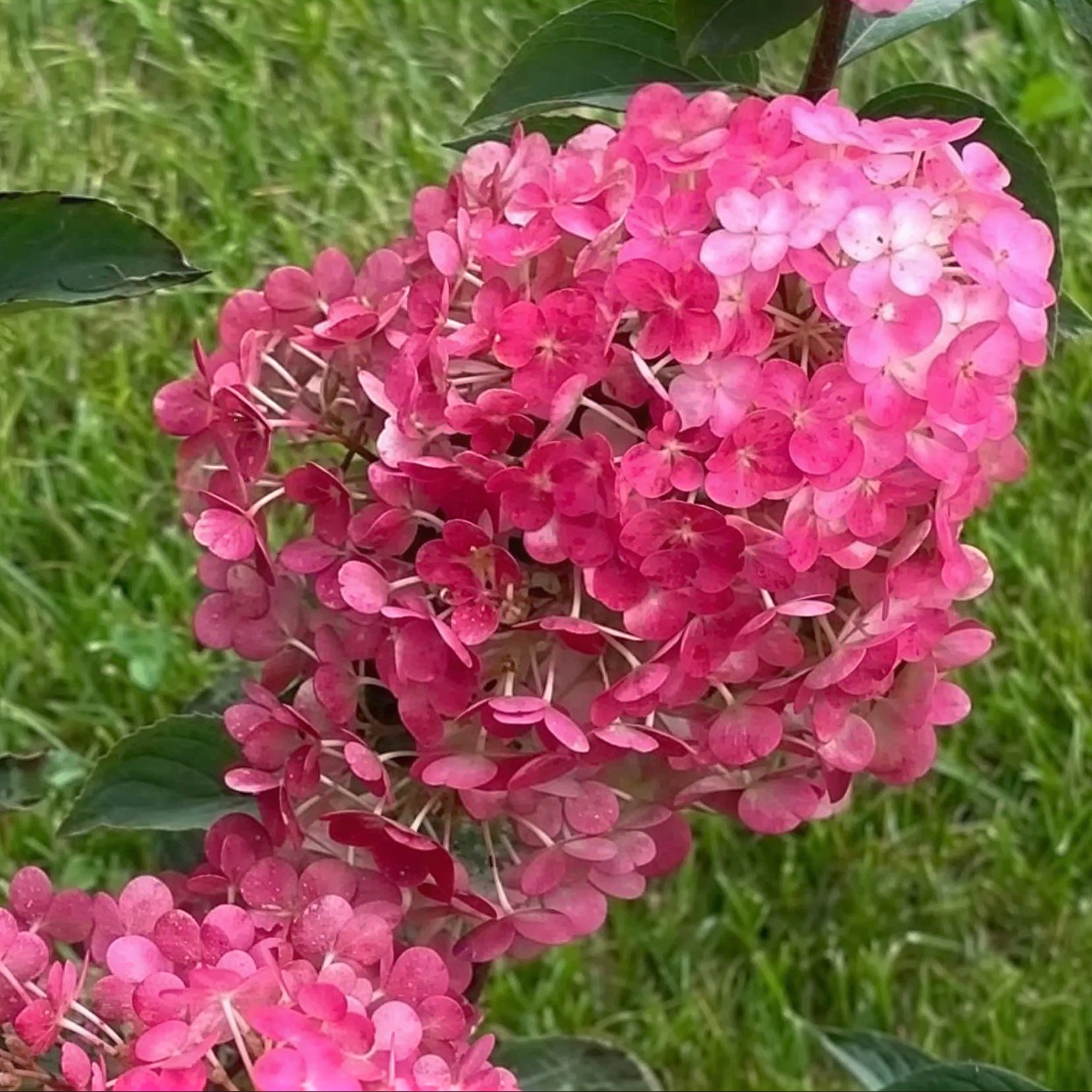 Hydrangea paniculata 'Wims Red' 1 Hydrangea paniculata 'Wims Red'