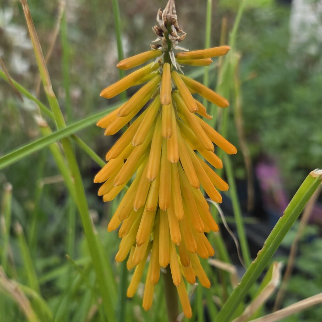 Kniphofia Happy Hallowenn1