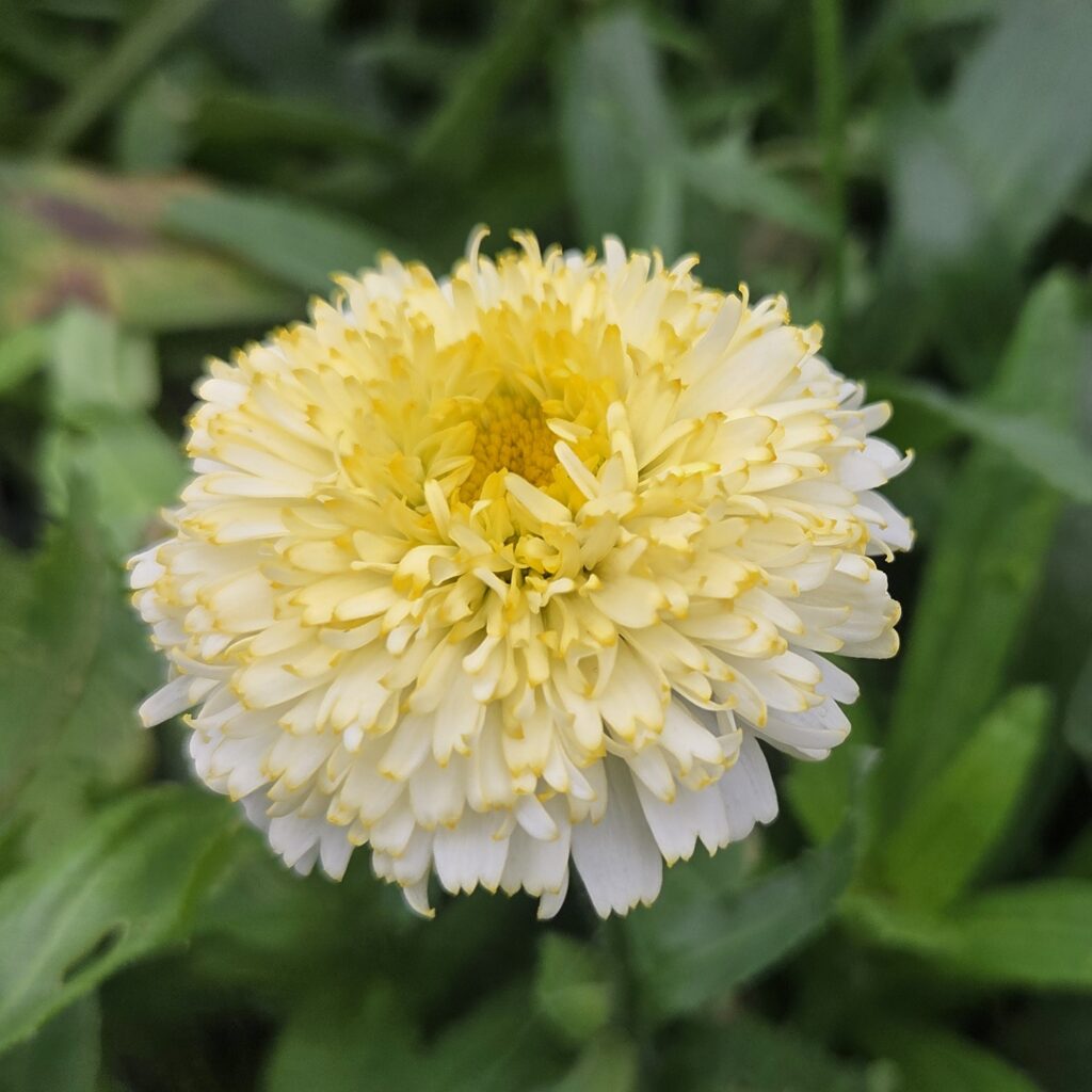 Leucanthemum x superbum ‘Luna’ growing in a garden border — Middleton Nurseries, Staffordshire