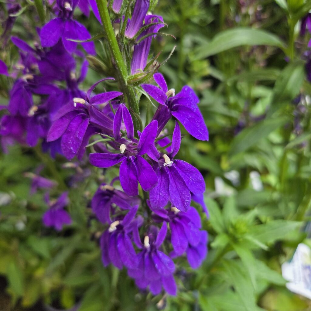Lobelia Fanship Blue 1