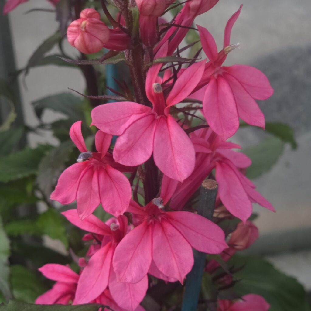 Lobelia Starship Rose growing in a garden border — Middleton Nurseries, Staffordshire