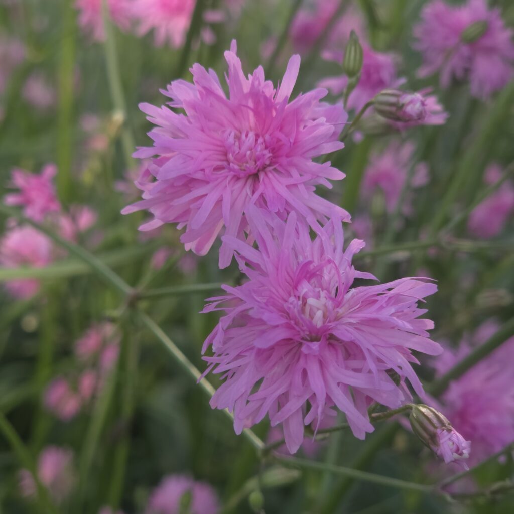 Close-up of Lychnis flos-cuculi ‘Petite Jenny’ flowers — Middleton Nurseries plant for sale